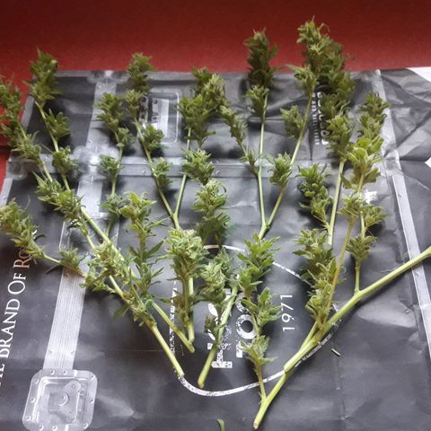 Paraguaya Sativa Chorrillo growlog photo: Recorte y puesta Secado 