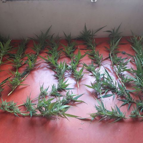 Paraguaya Sativa Chorrillo growlog timeline photo