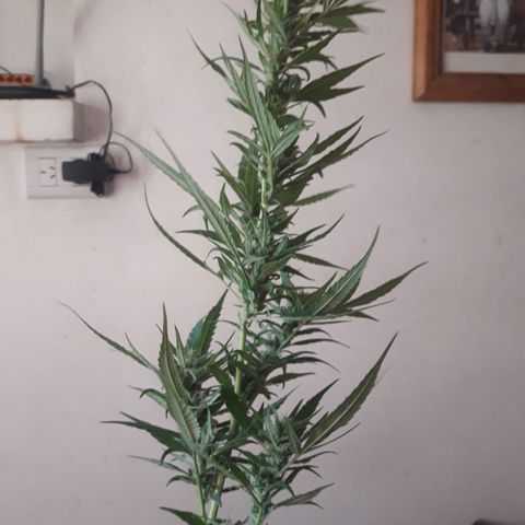 Paraguaya Sativa Chorrillo growlog timeline photo