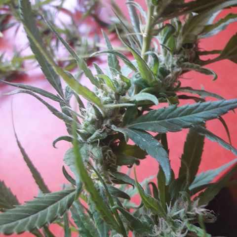 Paraguaya Sativa Chorrillo growlog timeline photo