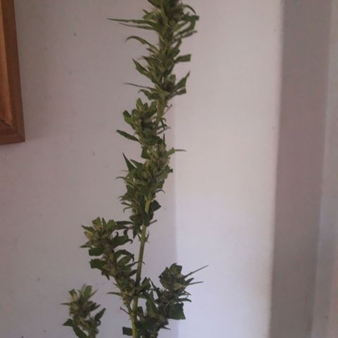 Paraguaya Sativa Chorrillo growlog timeline photo