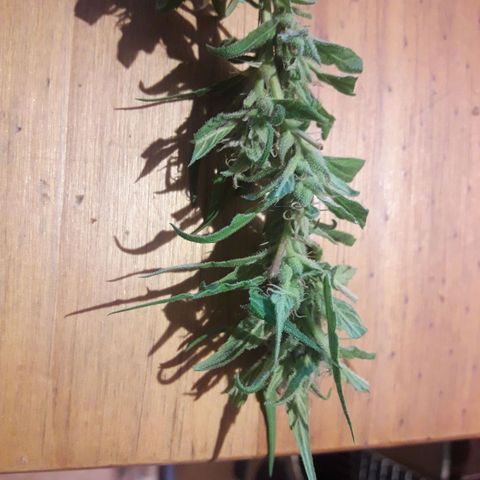 Paraguaya Sativa Chorrillo growlog timeline photo