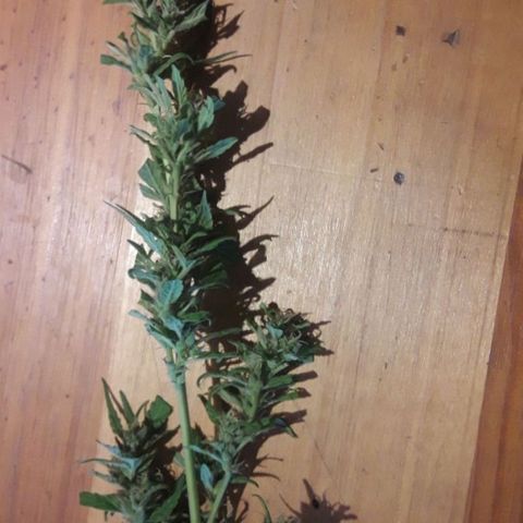 Paraguaya Sativa Chorrillo growlog timeline photo