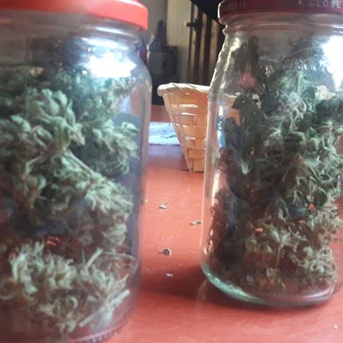Paraguaya Sativa Chorrillo growlog photo: Frascos 