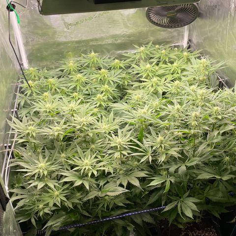 Critical (RQS) growlog timeline photo