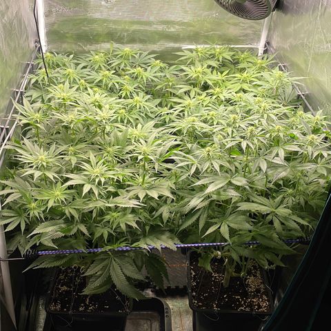 Critical (RQS) growlog timeline photo