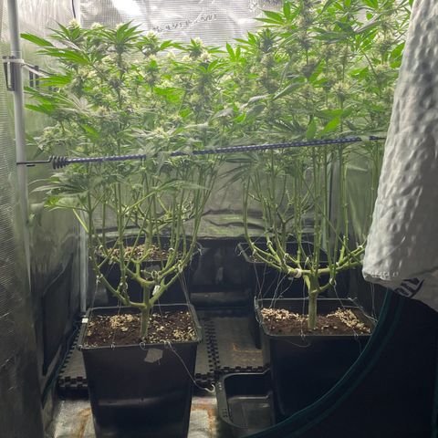 Critical (RQS) growlog timeline photo