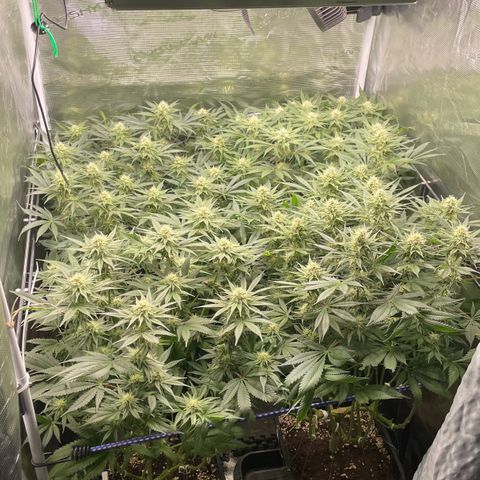 Critical (RQS) growlog timeline photo
