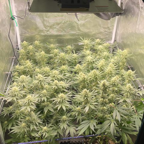 Critical (RQS) growlog timeline photo
