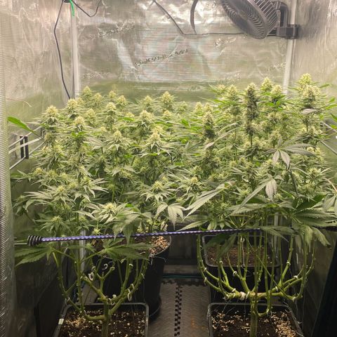 Critical (RQS) growlog timeline photo