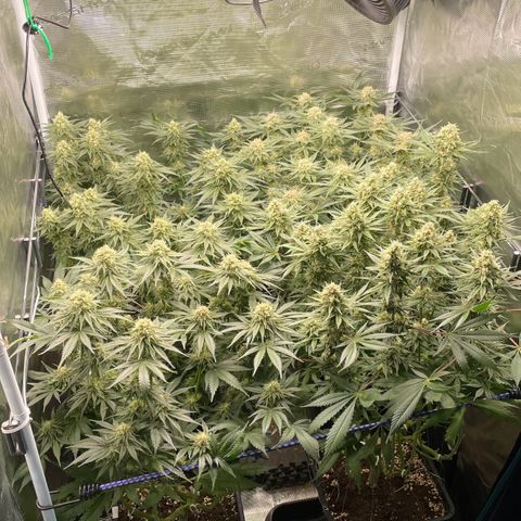 Critical (RQS) growlog timeline photo