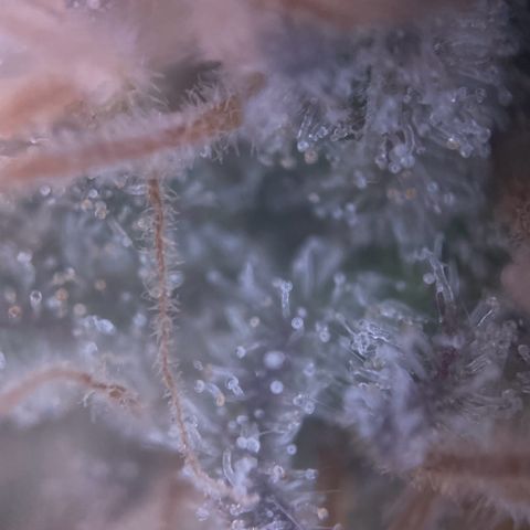 Critical (RQS) growlog timeline photo