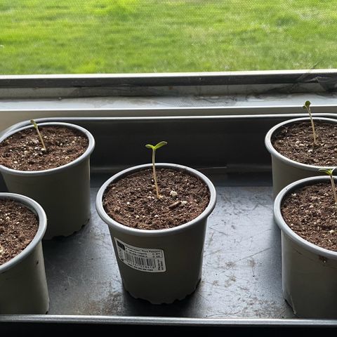 Sweet ZZ (RQS) growlog timeline photo