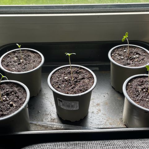 Sweet ZZ (RQS) growlog timeline photo