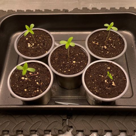Sweet ZZ (RQS) growlog timeline photo