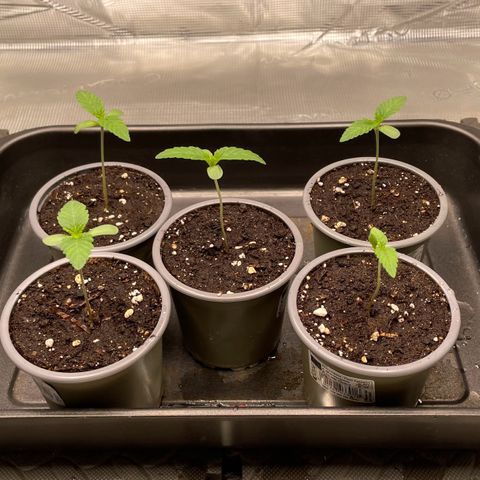Sweet ZZ (RQS) growlog timeline photo