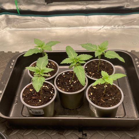 Sweet ZZ (RQS) growlog timeline photo