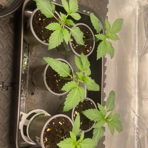 Sweet ZZ (RQS) growlog timeline photo