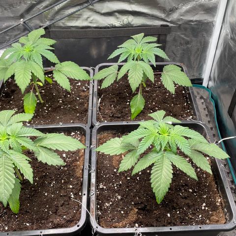 Sweet ZZ (RQS) growlog timeline photo