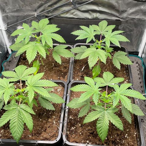Sweet ZZ (RQS) growlog timeline photo