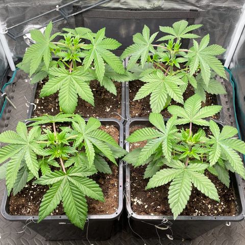 Sweet ZZ (RQS) growlog timeline photo