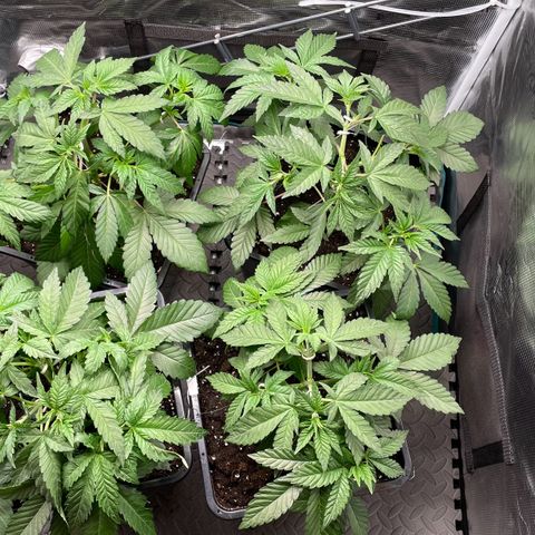 Sweet ZZ (RQS) growlog timeline photo