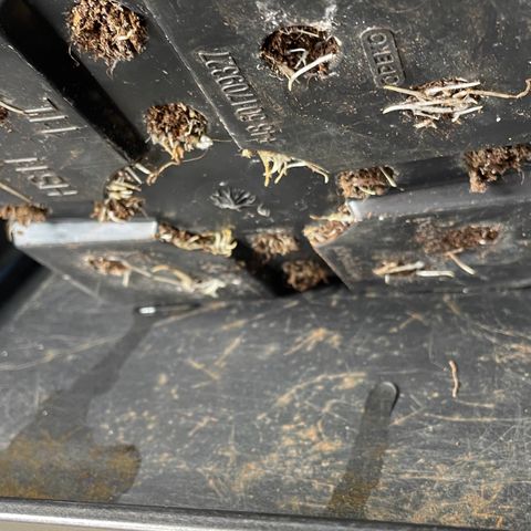 Sweet ZZ (RQS) growlog photo: Noch nie nach 13 Tagen unten soviel wurzeln gesehen. 
Bisher immer BioBizz. 
Plagron Schein für sein Geld was zu bieten. 