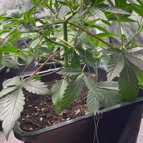 Sweet ZZ (RQS) growlog photo: Bild 1. leider ein Trieb (oben) gebrochen. Schafft es aber. 