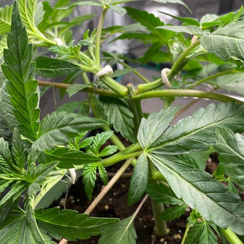Sweet ZZ (RQS) growlog photo: Bild 1. leider ein Trieb (oben) gebrochen. Schafft es aber. 