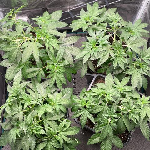Sweet ZZ (RQS) growlog photo: Bild 1. leider ein Trieb (oben) gebrochen. Schafft es aber. 
