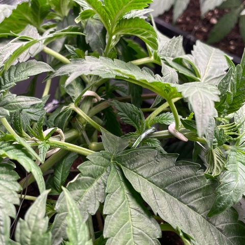 Sweet ZZ (RQS) growlog photo: Bild 1. leider ein Trieb (oben) gebrochen. Schafft es aber. 