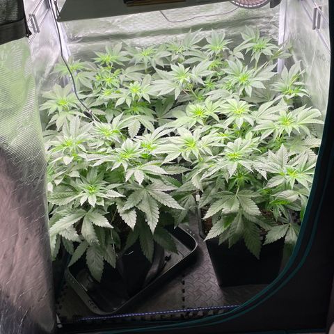 Sweet ZZ (RQS) growlog timeline photo