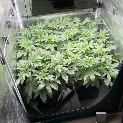 Sweet ZZ (RQS) growlog timeline photo