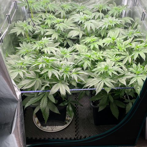 Sweet ZZ (RQS) growlog timeline photo