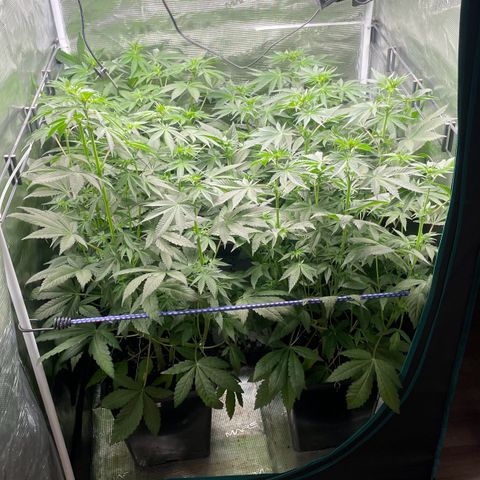 Sweet ZZ (RQS) growlog timeline photo