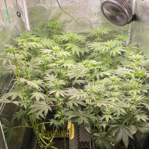 Sweet ZZ (RQS) growlog timeline photo
