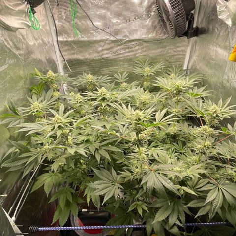Sweet ZZ (RQS) growlog timeline photo