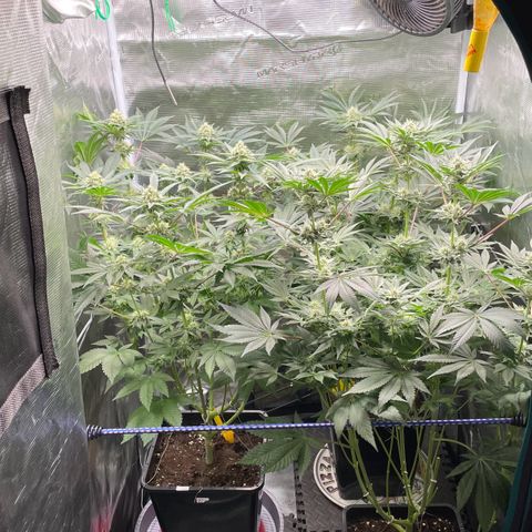Sweet ZZ (RQS) growlog timeline photo