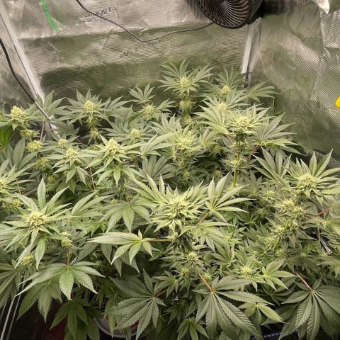 Sweet ZZ (RQS) growlog timeline photo