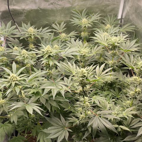 Sweet ZZ (RQS) growlog timeline photo