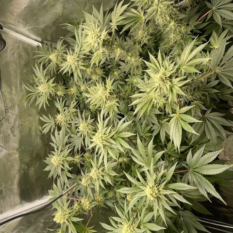 Sweet ZZ (RQS) growlog timeline photo