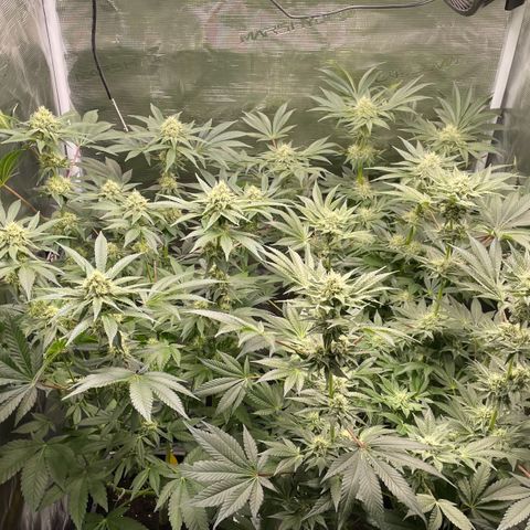 Sweet ZZ (RQS) growlog timeline photo