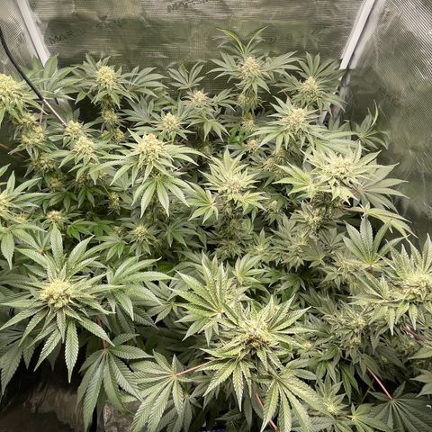Sweet ZZ (RQS) growlog timeline photo