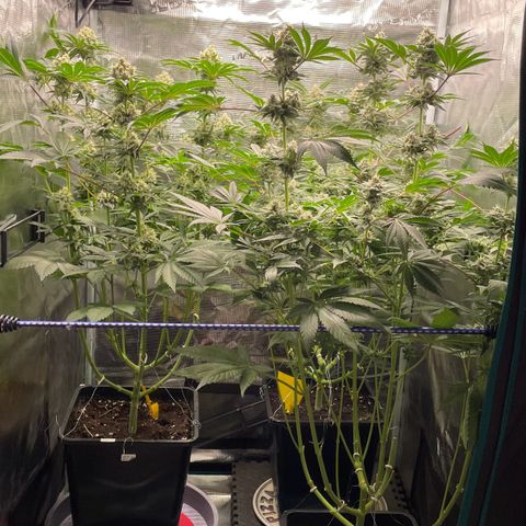 Sweet ZZ (RQS) growlog timeline photo