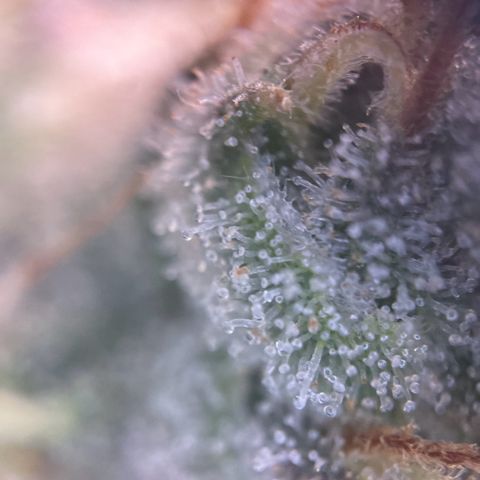 Sweet ZZ (RQS) growlog timeline photo