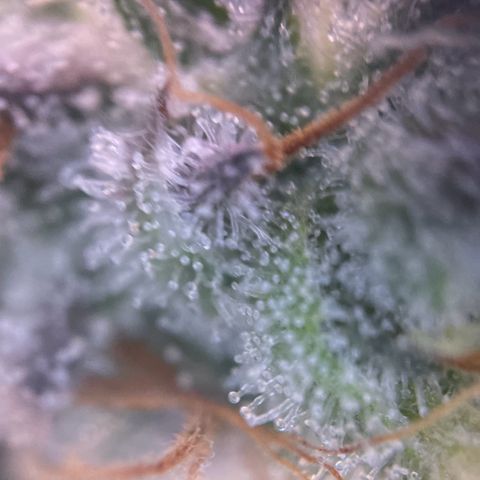 Sweet ZZ (RQS) growlog timeline photo
