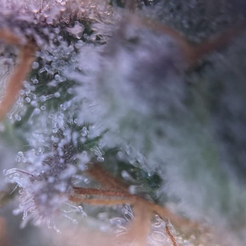 Sweet ZZ (RQS) growlog timeline photo