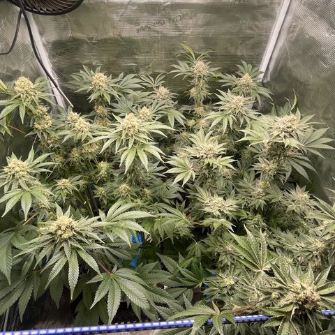 Sweet ZZ (RQS) growlog timeline photo