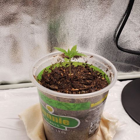 Plant 1 growlog timeline photo