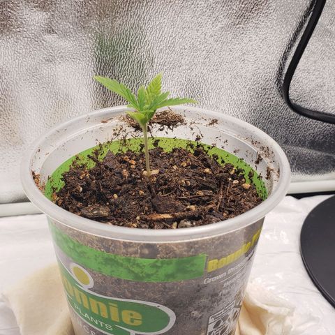 Plant 1 growlog timeline photo